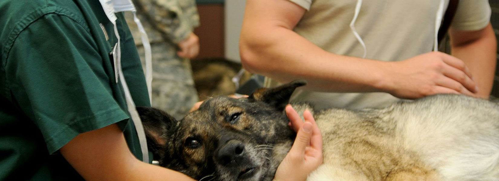 Veterinarian License Defense Athens DUI Lawyers